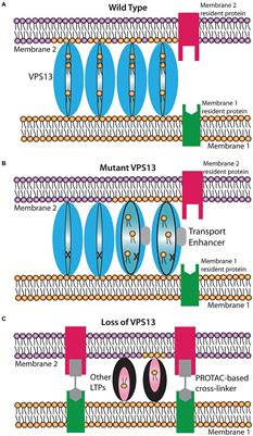 Pharmacological interventions for lipid transport disorders
